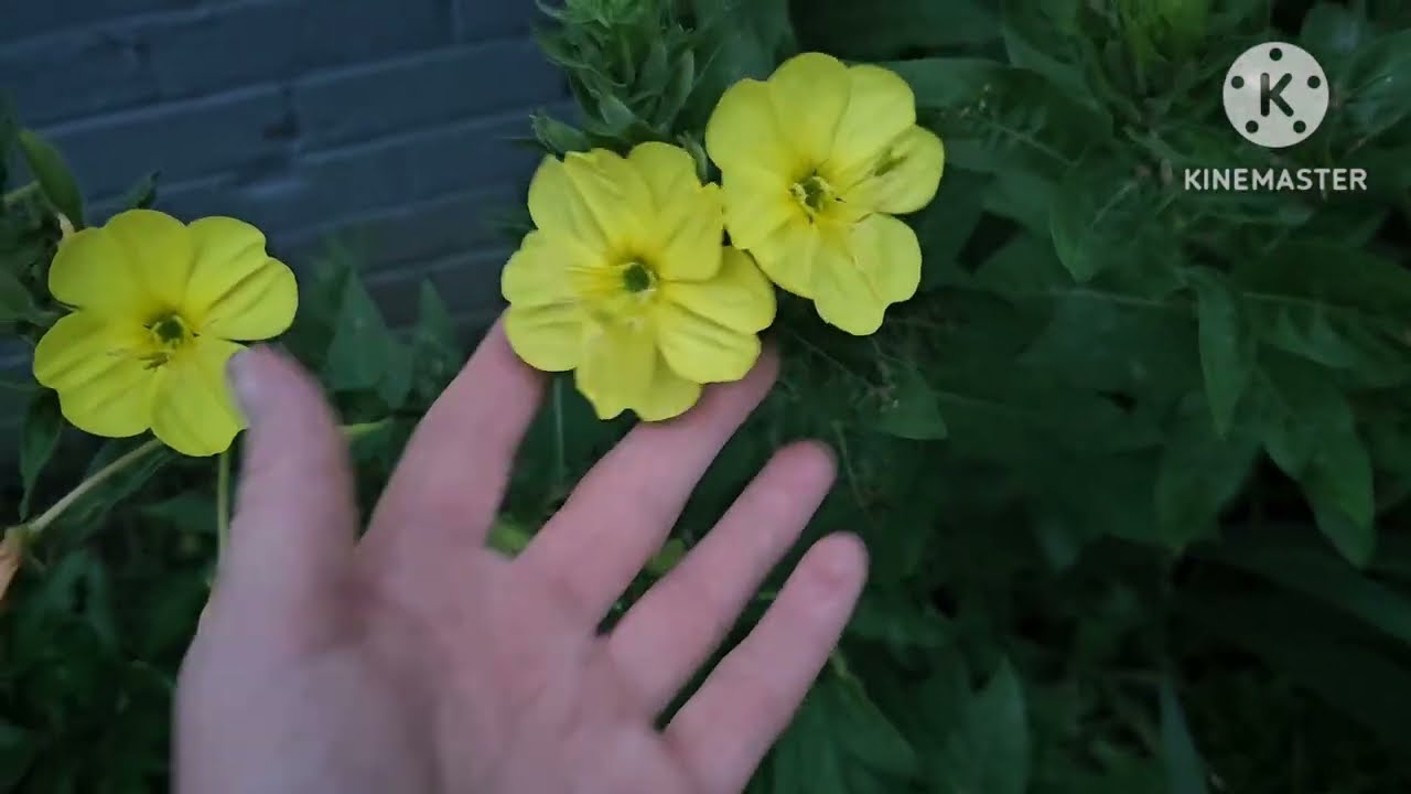 DREAMING OF SUMMER IN THE GARDEN