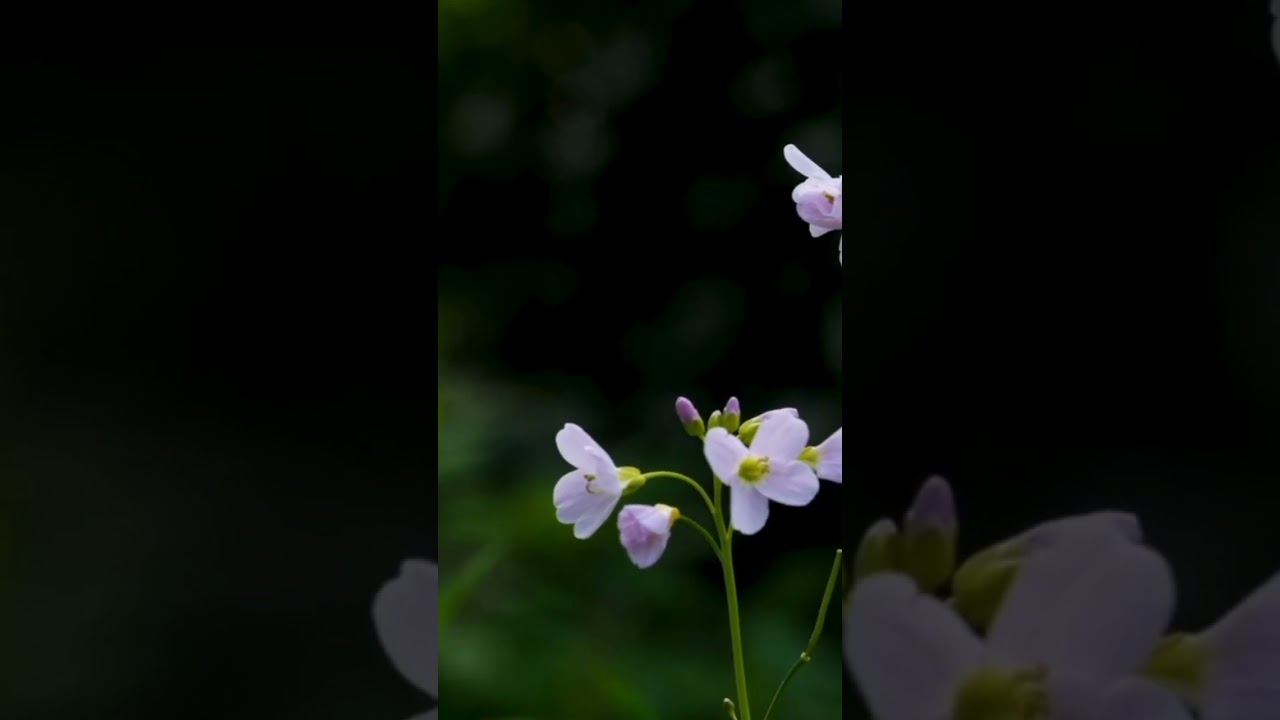 Relaxing Music • Deep Sleeping Music, Relaxing Sleep Music, Stress,Meditation\Relaxing World 