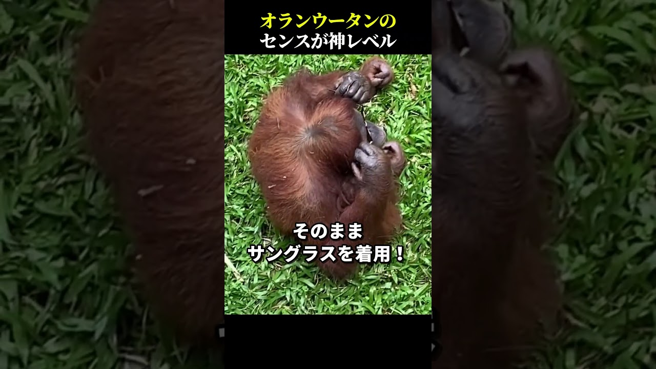 オランウータンのセンスが神レベル