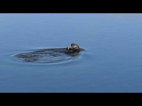 Wildlife photo