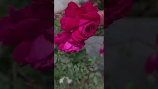 #rose #roseflower #roseplants #Rosebud #RoseBloom #sparkleofnature #ytshorts #shortvideo #yt #flower
