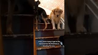 Zoinks!! Theres a cat scoob! 🤣🐕  #Cat #Dogs #DogsVsCats #DogLife #Funny #Fail