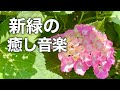 【新緑の癒しBGM】心がふっと落ち着くカフェタイム|やさしいピアノで癒されるリラックス音楽