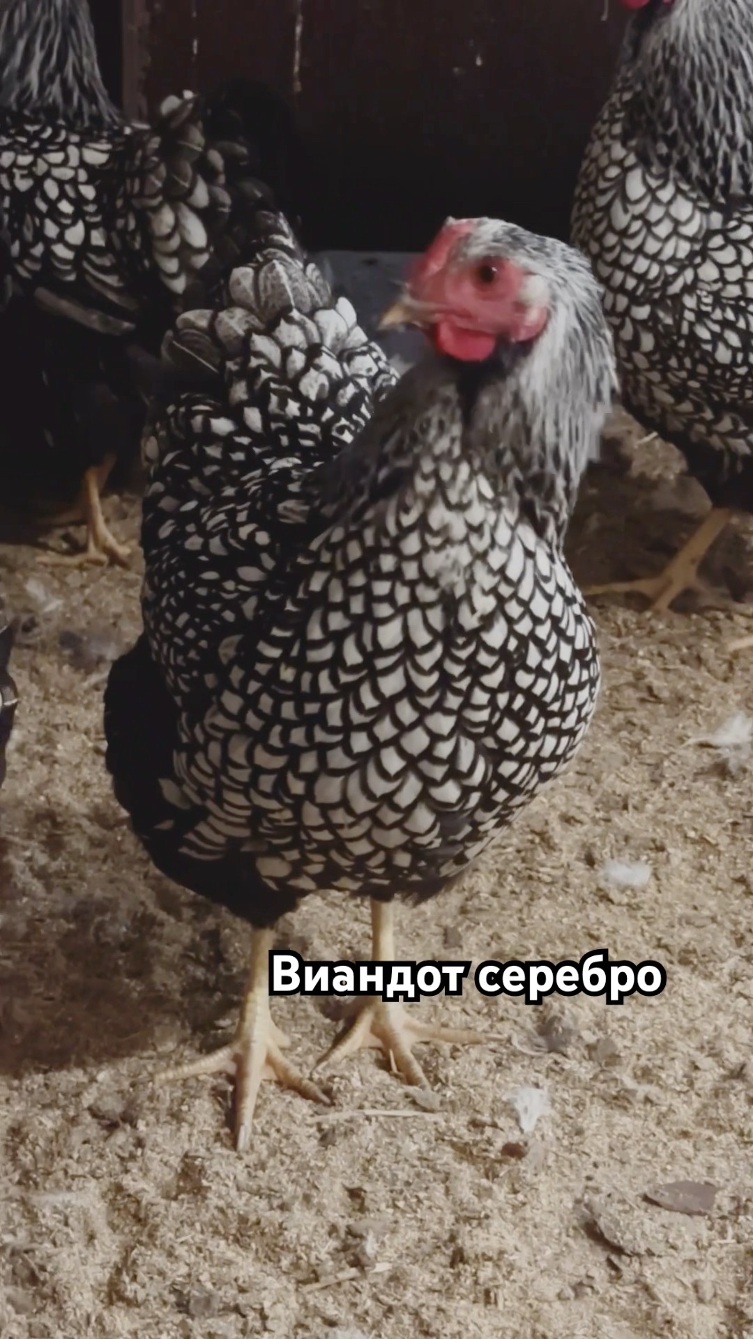 Динскую сборный дом видео