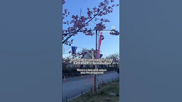 Sakura Update As Of 3 29 2024 Sumida Sakura Cherryblossom Sakura Tokyo Japan Spring 