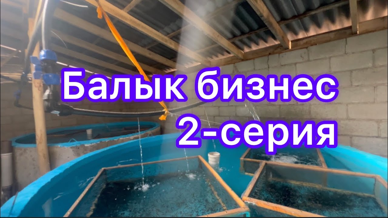 Балык бизнеске саякат Таласта~2-серия