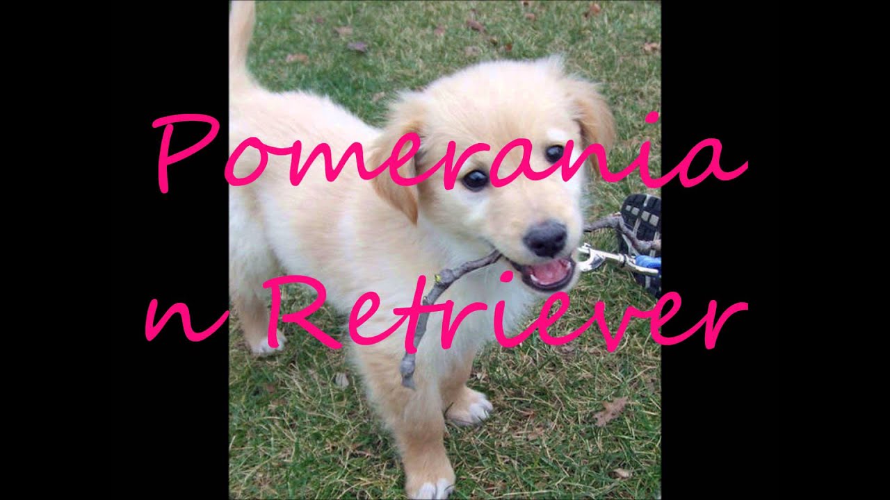 Pomeranian mixes!