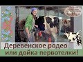 РОДЕО У НАС В САРАЕ ИЛИ КАК ПОДОИТЬ ПЕРВОТЕЛКУ КОРОВУ?