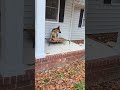Dog Training in Charlottesville, VA with Ridgeside K9 Charlottesville