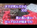 ♯62【猫のほのぼのする話】タマが死んでから父の長い長い長いペットロスが始まった