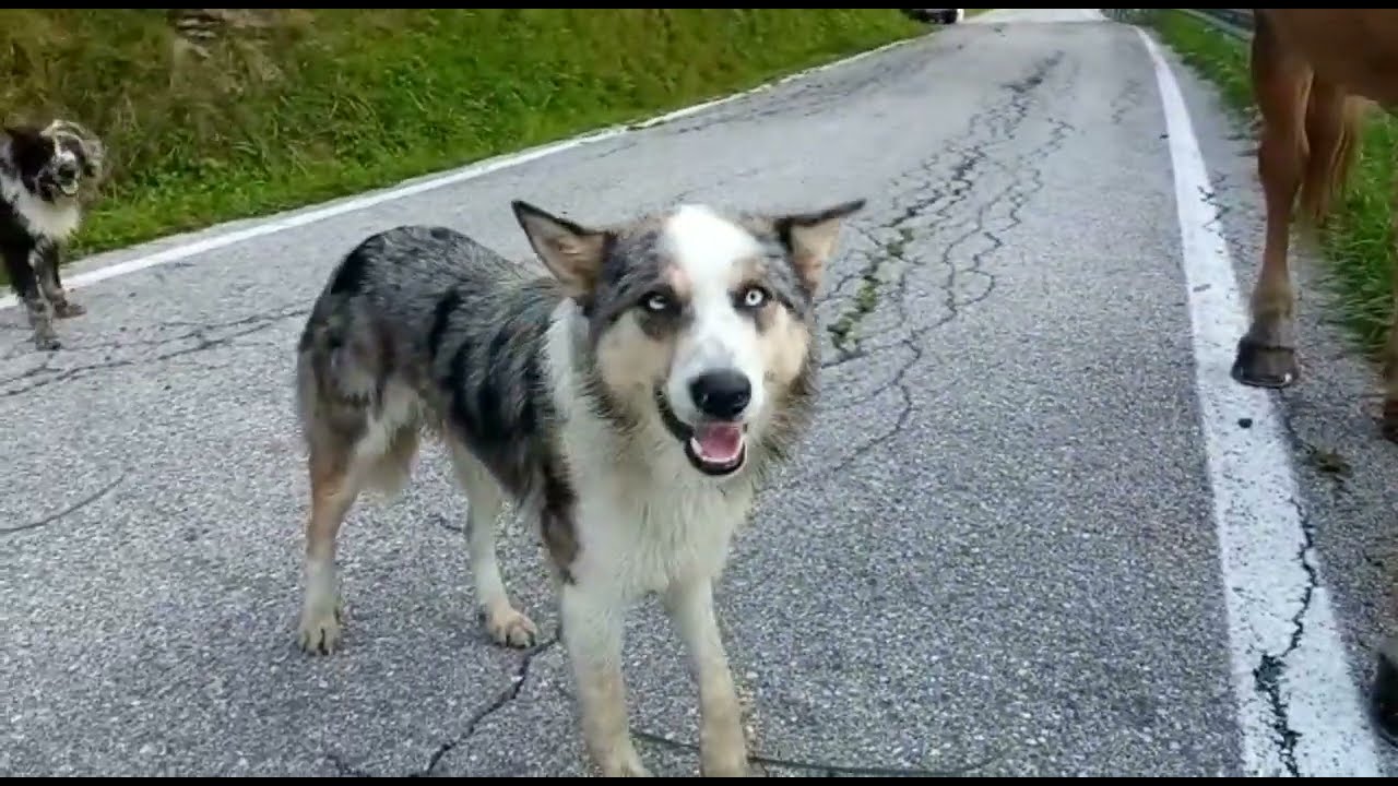 Preparativi transumanza Costa➡️ Costalissoio