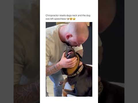 массаж и хруст собаки