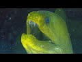 Stunning aquarium  the best relax music   2 hours   sleep music   1080p