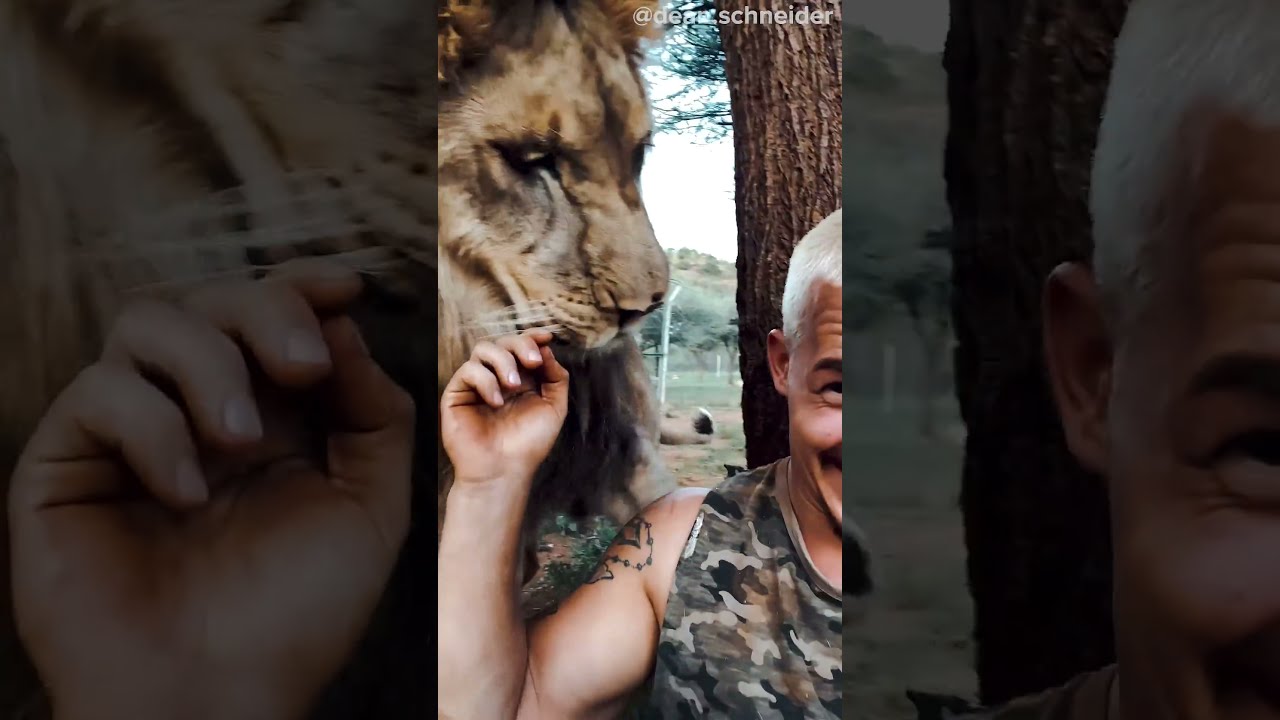LION SNEAKS UP ON HUMAN 