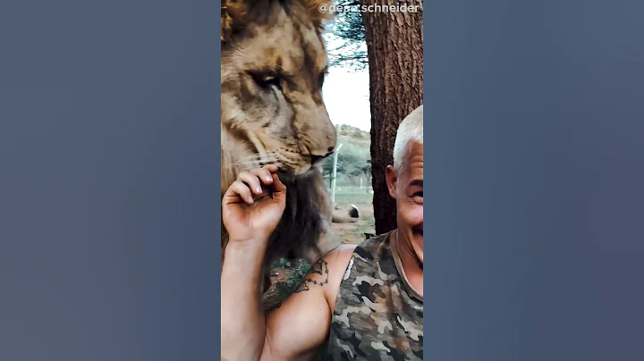 LION SNEAKS UP ON HUMAN! - DayDayNews