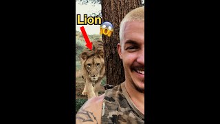 LION SNEAKS UP ON HUMAN! Resimi
