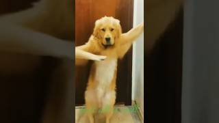 funny🤣dogs🐕 dance video # funny dogs 🐶# sort #cute #funny # funny animals sort # funny 🥰cats 😻#music