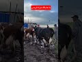 ما شاءالله تبارك الرحمن #maroc #المغرب