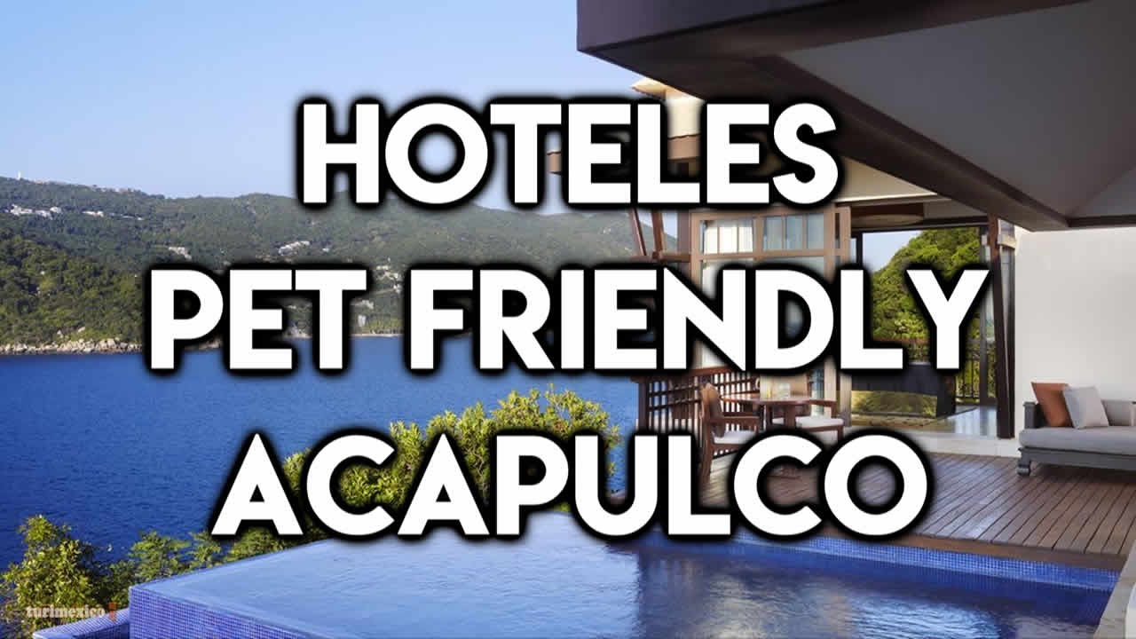 Los mejores Hoteles Pet Friendly en Acapulco YouTube