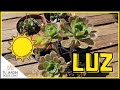 🌞 La ILUMINACIÓN de mis CACTUS y otras plantas SUCULENTAS 🌵 ¿Cuánto sol/luz les doy?