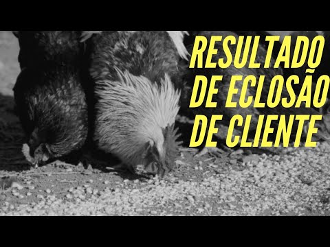 Resultado de eclosão enviado por cliente, várias raças, ótima eclosão | Criatório Neves casa de campo madrid