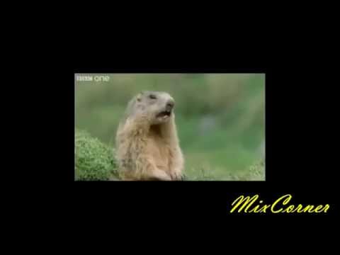 باشا ياباشا باشا باشا