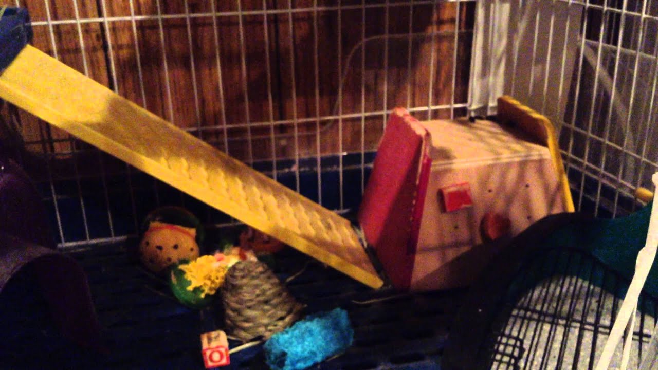 How I litter box trained my chinchilla YouTube