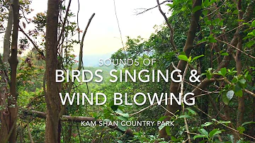 Sounds of Bird Singing and Wind Blowing @ Kam Shan Country Park