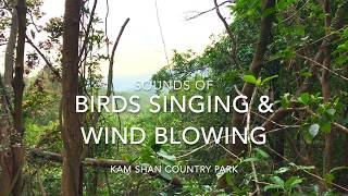 Sounds of Bird Singing and Wind Blowing @ Kam Shan Country Park