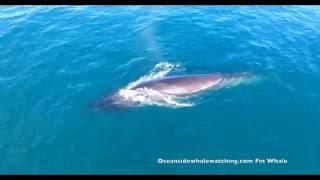 70 Foot Fin Whale Visits Oceanside , Ca.