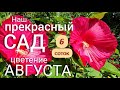 Дизайн сада на 6 сотках.  Цветение в АВГУСТЕ. Ландшафтные идеи маленького участка Садовый ВЛОГ .