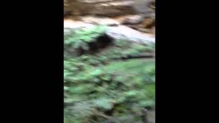 Me singing in the Amphitheater (Canarvon Gorge)