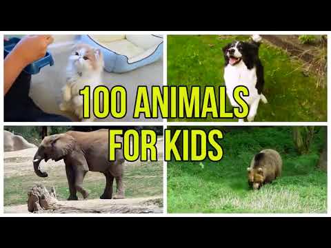 Animals for Kids to Learn  100 Animals for Kids Funny Babies with Animal Video animal sound for kid