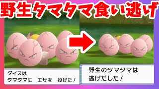 やっと見つけたタマタマが・・・！ノモセの大試練【ポケモンダイパリメイク】ブリリアントダイヤモンドシャイニングパール