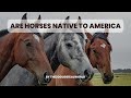 Are Horses Native to America latest updated video