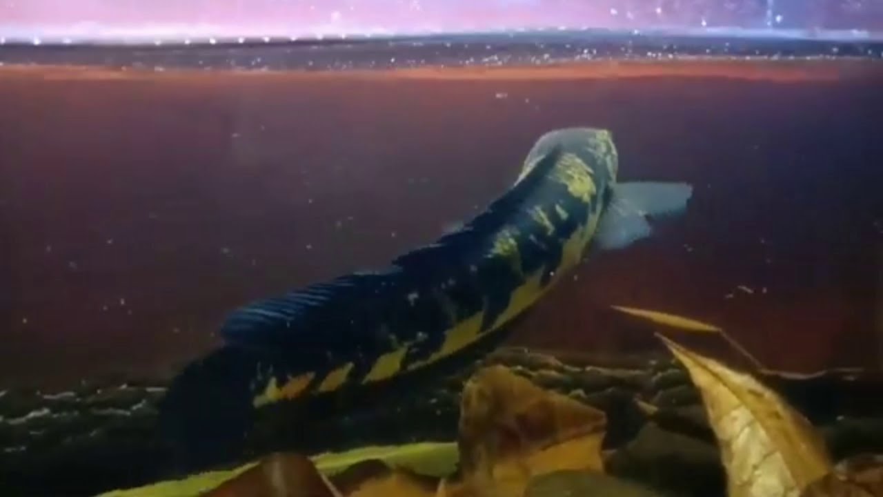 CHANNA MARU , YELLOW SENTARUM.EMPEROR SNAKEHEAD . CHANNA MARULIOIDES