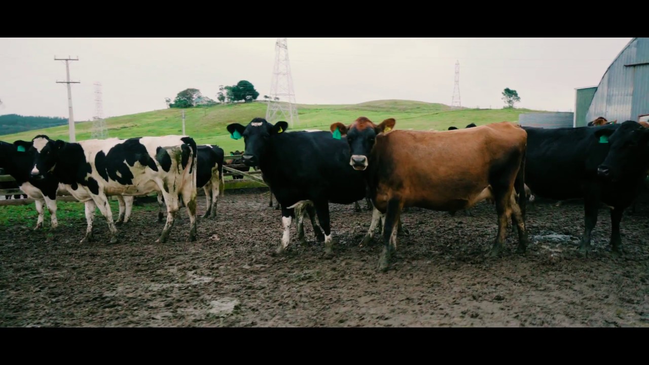 Puhoi / Glorit / Coasteville