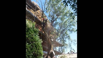 Special Branch Tree Surgery: The Big Willow - July 2014