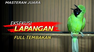 🔴MASTERAN JUARA‼️CUCAK IJO GACOR NGENTROK FULL TEMBAKAN
