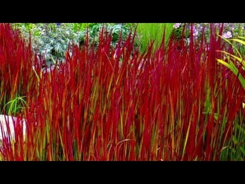 Video: Crveni Cvjetni Gravilat U Vrtu