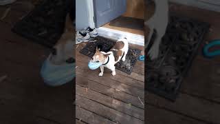 Harry the Jack Russell wears his face mask