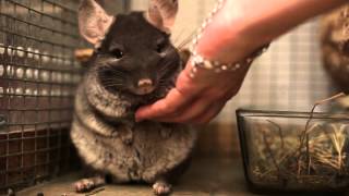 Улыбка шиншиллы. Smile chinchilla