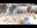 【11月のお気に入り】子猫のかわいい！面白い！ベストシーン15連発-Cute kittens! interesting! 15 best scenes in a row [November]-
