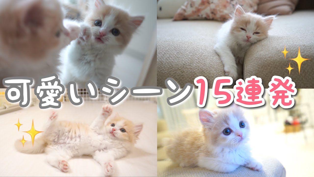 生後2ヶ月 かわいい子猫がお家にやってきた Youtube