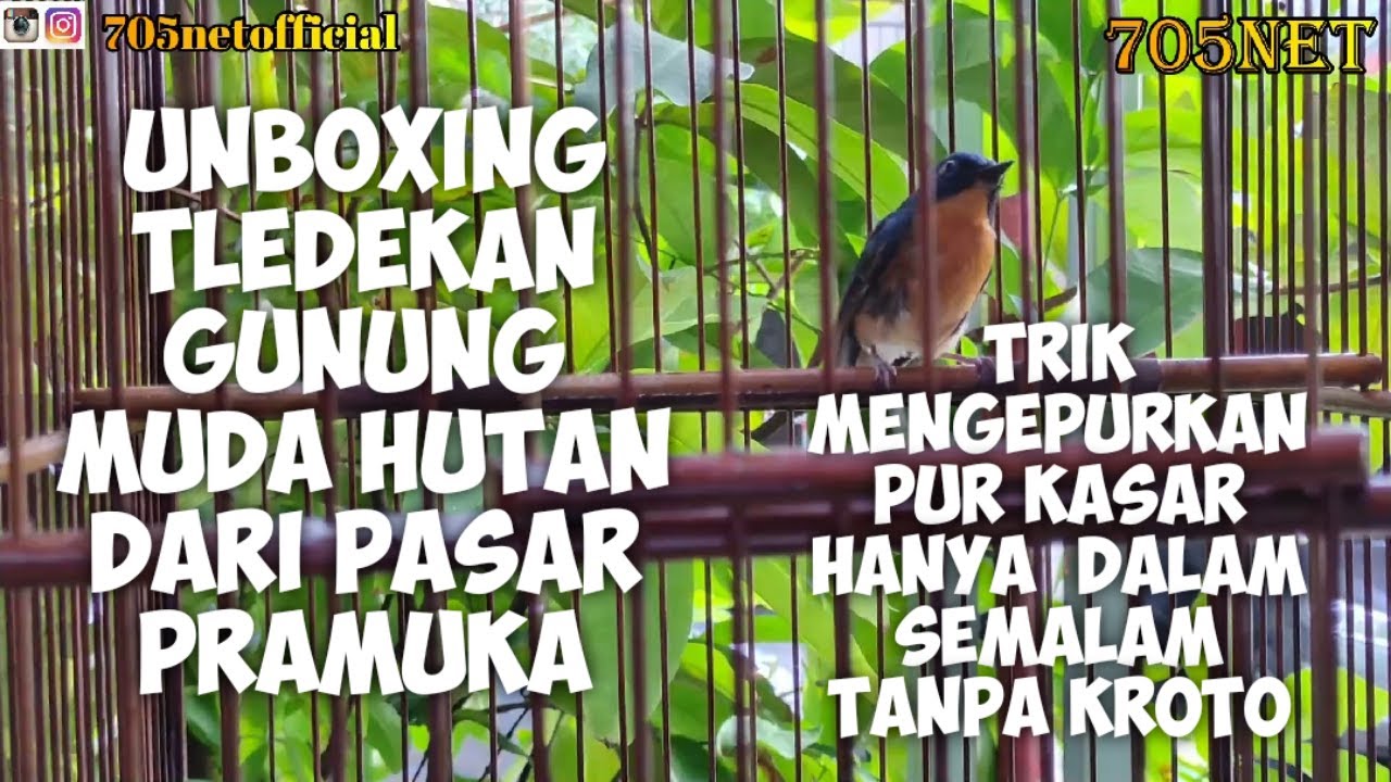 UNBOXING TLEDEKAN GUNUNG BAHAN HUTAN DARI PASAR PRAMUKA