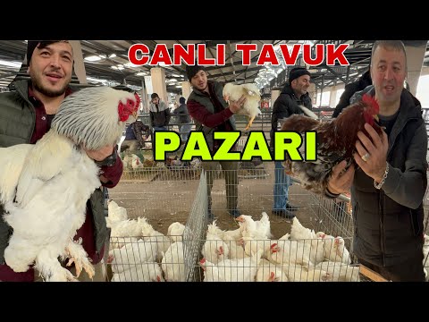 BURSA TAVUK PAZARI  KEKLİK ÖRDEK KAZ HİNDİ BILDIRCIN TAVŞAN