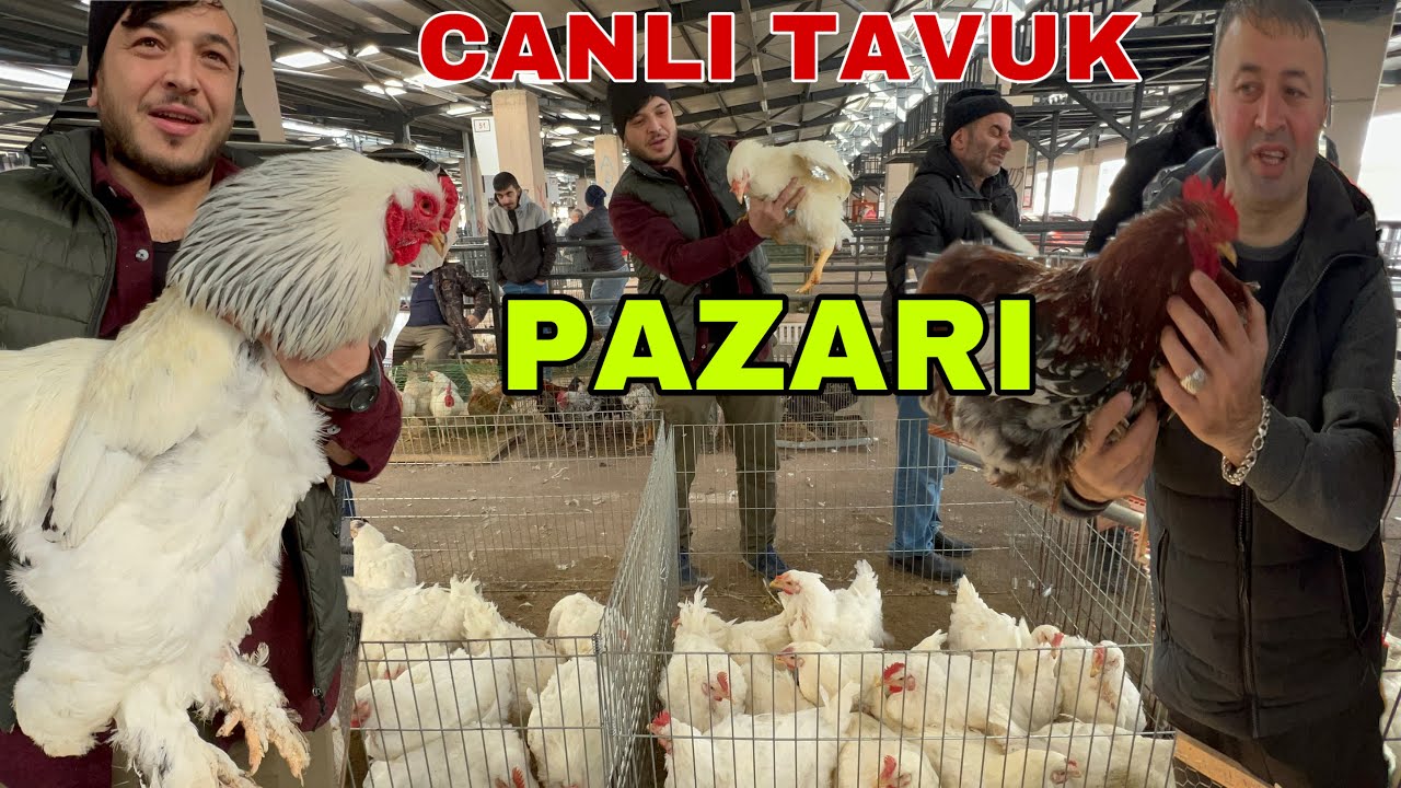 BURSA TAVUK PAZARI  KEKLİK ÖRDEK KAZ HİNDİ BILDIRCIN TAVŞAN