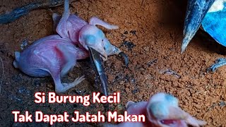 PANTAS GEMUK ‼️ INDUK MEMBERIKAN MAKANAN BERLEBIHAN