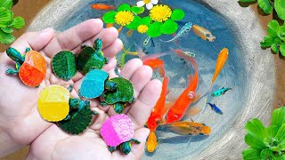 Most Amazing Catching Baby Turtles in Nest, Kim Kim Fish, Ranchu Fish, Ornamental Fish, Koi, Shrimp