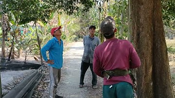 Cưa  cây  tràm  bông  vàng  siêu  to  .Cưa  cây  kỷ thuật cao